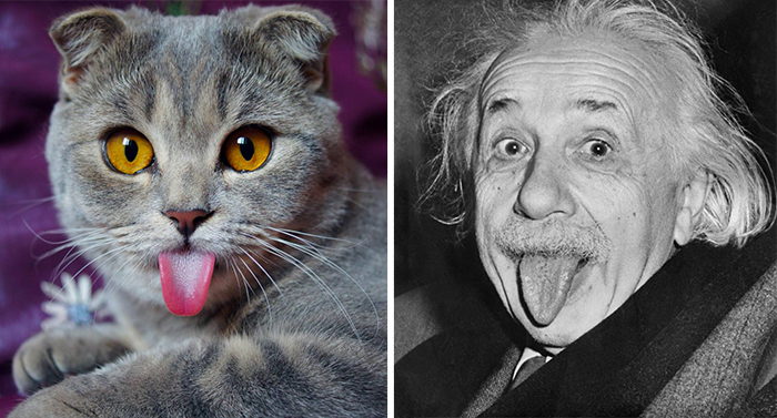 10-incredible-cats-that-look-like-famous-people-6.jpg